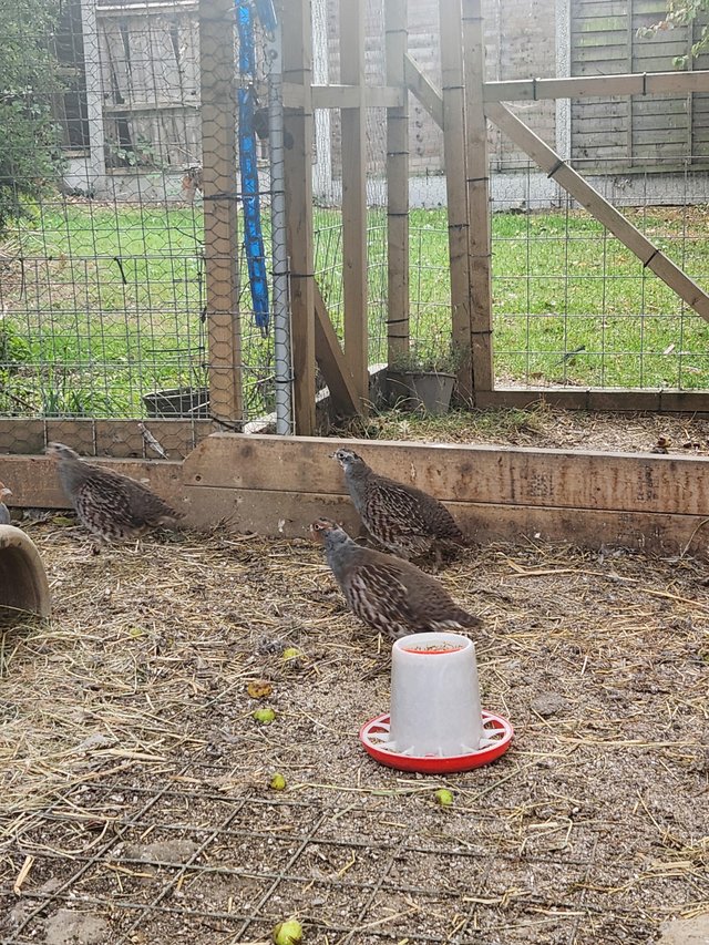 Grey (English ) partridges for sale — photo 4 of 4