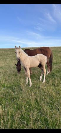 Image 2 of Unhandled Yearling palomino colt