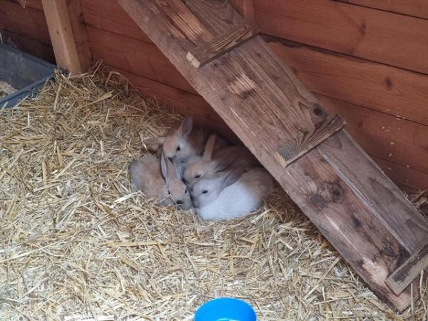 Image 4 of French Lops 11 weeks old Rabbits