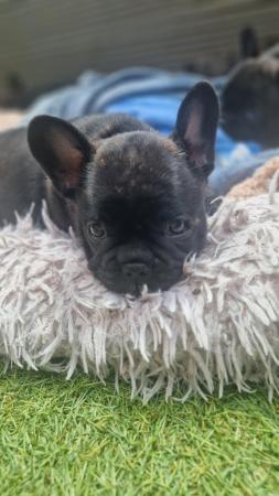 Image 6 of Champion sire kc healthy  French bulldog puppies
