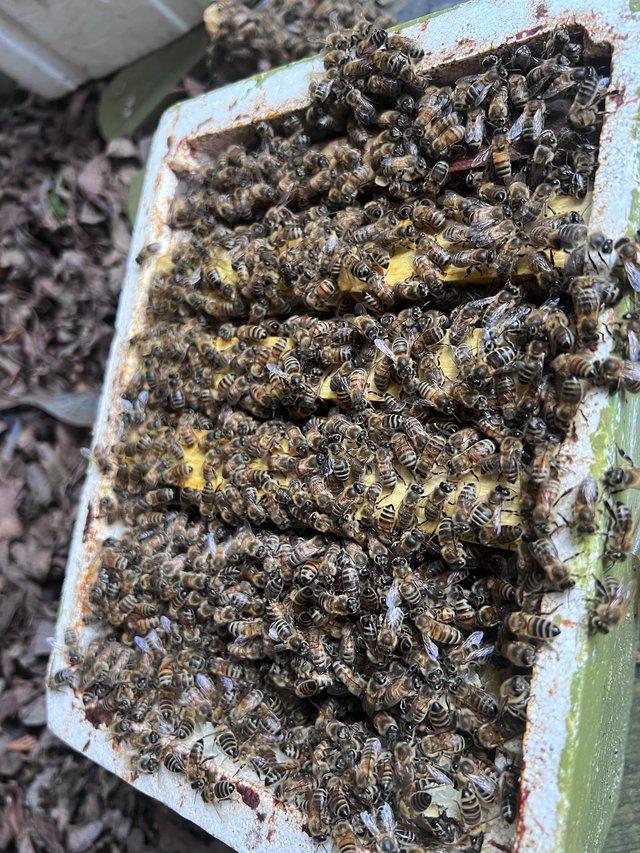 Preview of the first image of National and Langstroth Bee nucs for sale reserve your nucs.