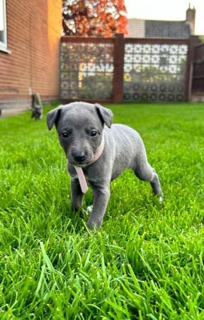 Image 7 of KC Registered blue whippet puppies