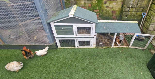 Image 12 of Serama chicken & Coop for sale