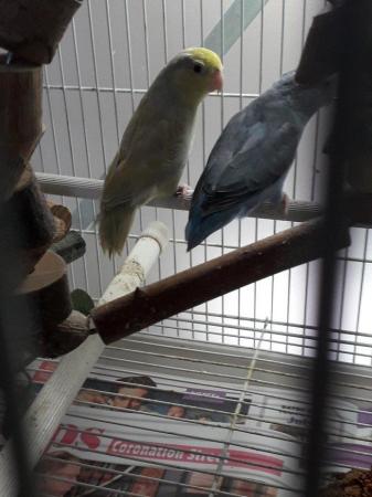 Image 1 of Poven pair of parrotlets turquoise male female turquoise yel
