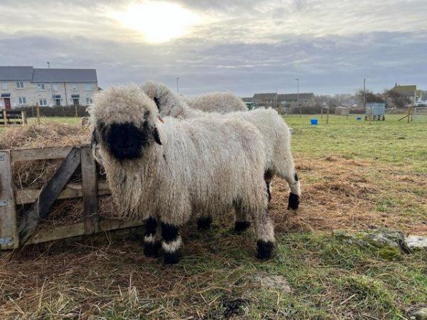 Image 1 of Pedigree Valais Blacknose Ram Lamb