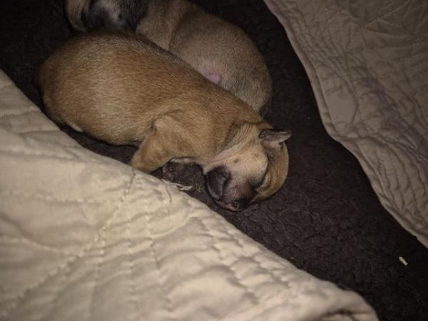 Image 5 of STUNNINGFemale Apple Head Chihuahua For Sale