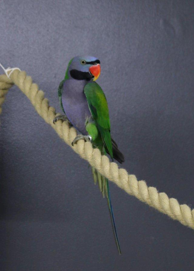 Preview of the first image of Darbyen parrots Male Available,19.
