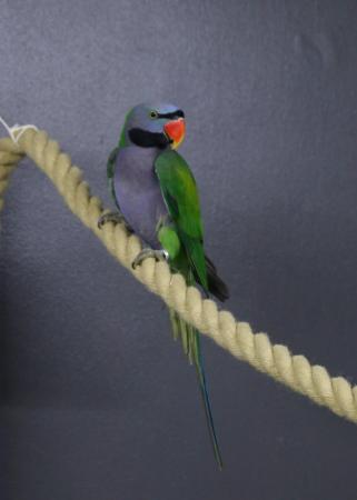 Image 1 of Darbyen parrots Male Available,19