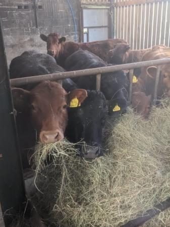 Image 2 of Herd of Dexter cows, heifers and bull for sale