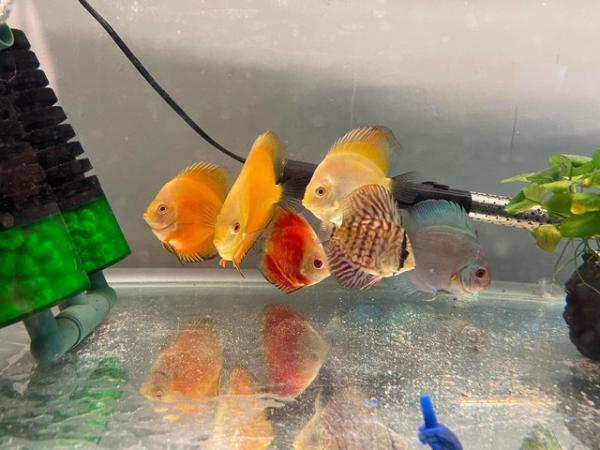 Image 4 of Fish room shut down - Discus, tetras, snakeheads + more