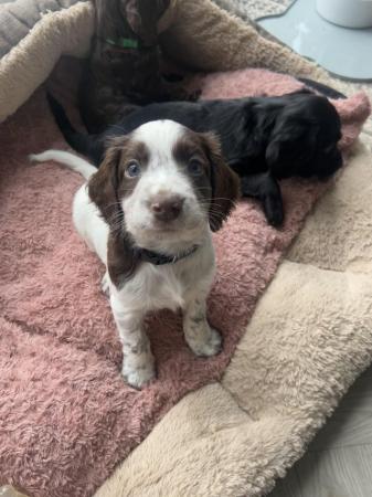 Image 3 of Springer / cockerpoo puppies for sale TWO BOY’S REMAINING