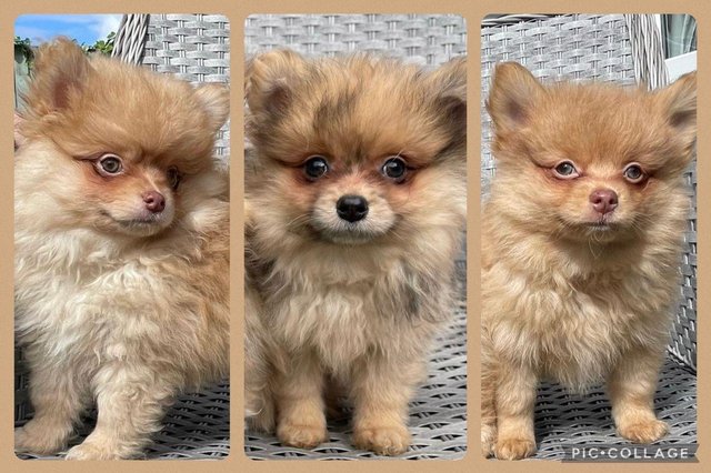 Image 1 of Pomeranian Puppies Ready now only 2  Boys