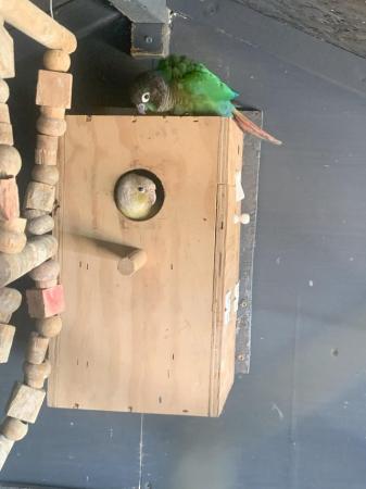 Image 5 of conures breeding pair for sale