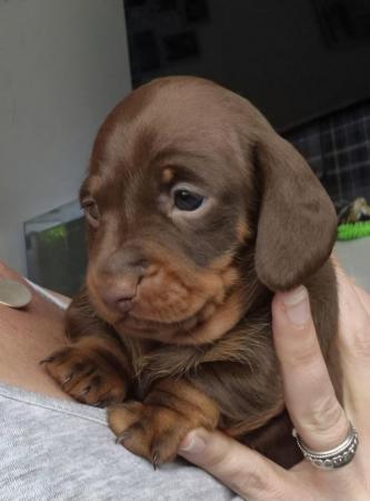 Image 9 of Miniture Dashchund puppies Kennel Club Registered