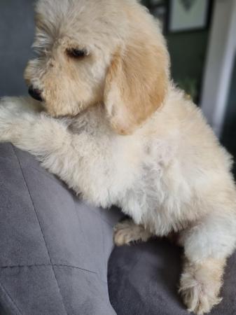 Image 31 of Ready to leave now. Goldendoodle puppies
