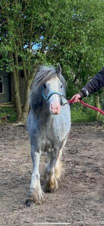 Image 21 of 10-13hh Lead Rein, Ridden Mare, Projects, Pets, Cobs, Welsh.