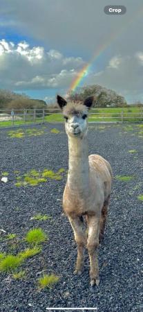Preview of the first image of Rose grey 5 year old male alpaca.