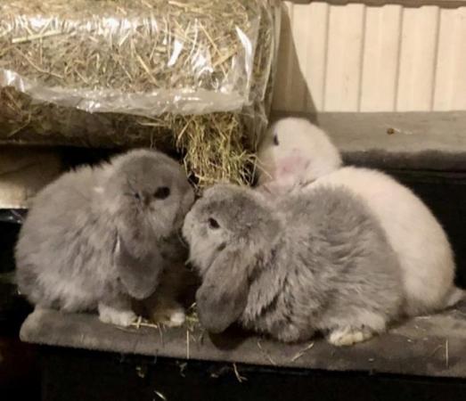 Image 6 of 9 week old Dwarf Lops ready for new homes soon