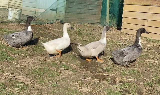 Preview of the first image of Female Swedish ducklings off heat outside.