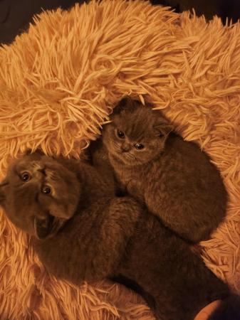 Image 11 of All rehomed. Pure British Short Hair Kittens