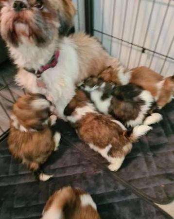 Image 3 of Shih Tzu Home Puppies Available