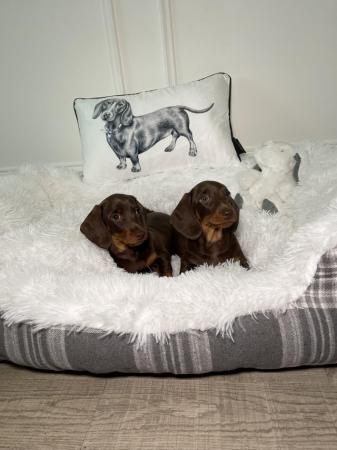 Image 1 of KC registered Miniature Dachshund Puppies ready now