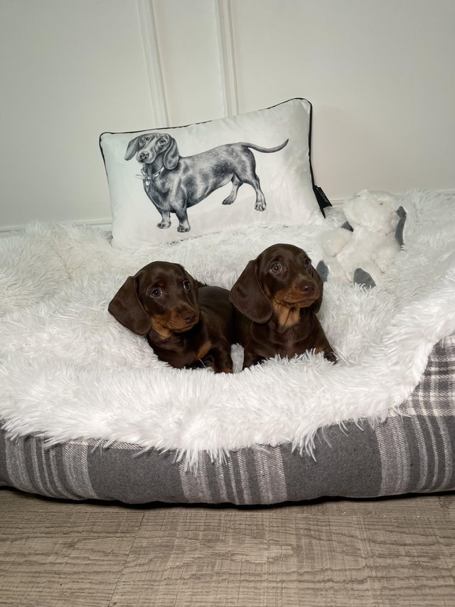 Preview of the first image of KC registered Miniature Dachshund Puppies ready now.