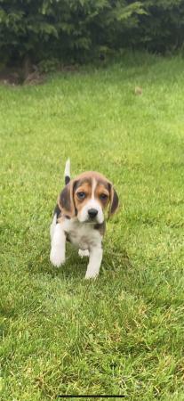 Image 5 of Beautiful Beagle puppies