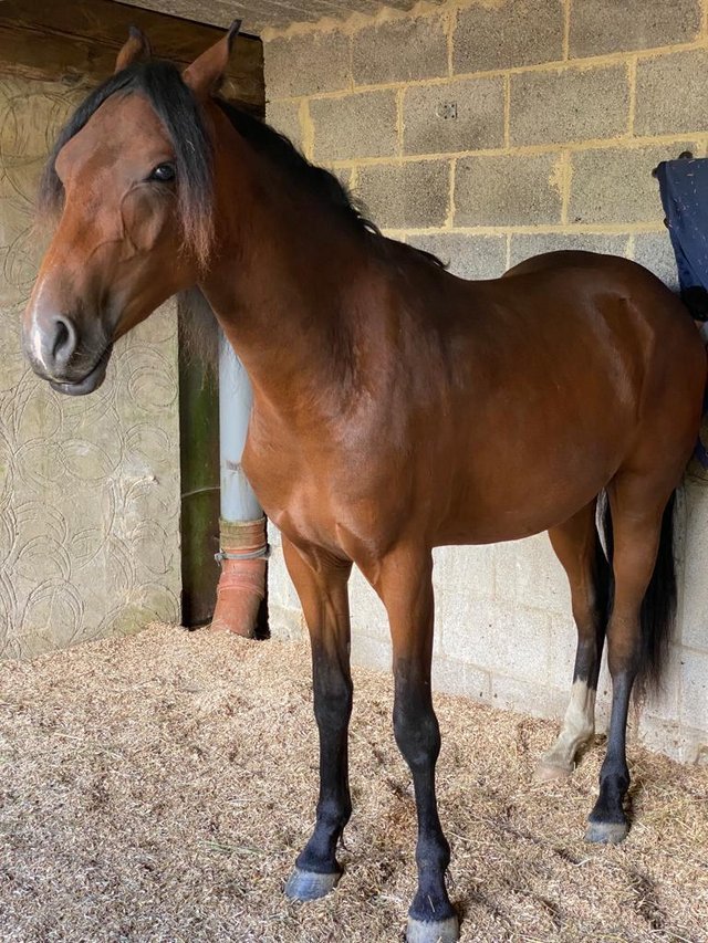 Preview of the first image of Welsh x Arab gelding for sale.