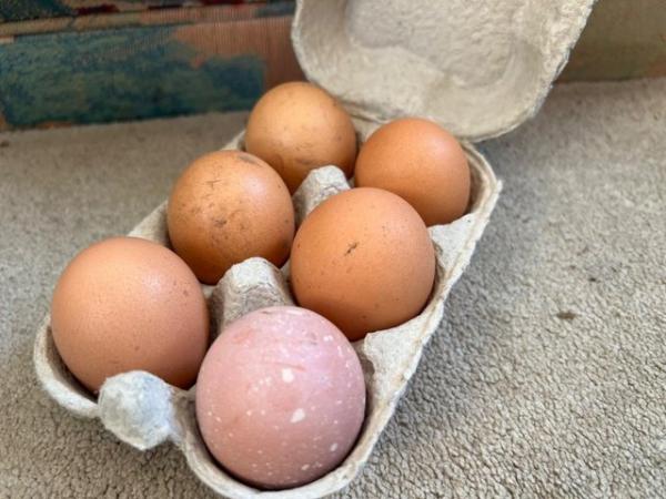 Image 1 of 6 mixed breed chicken hatching eggs