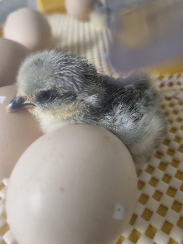 Preview of the first image of Lavender pecking bantam chicks.