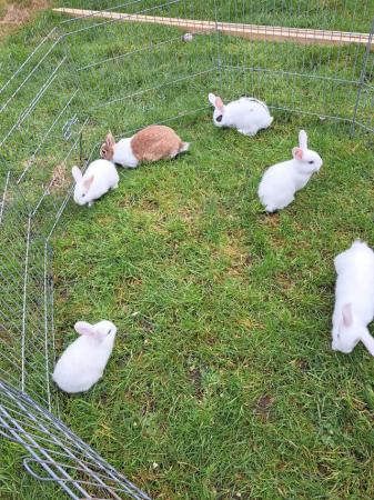Image 3 of 8wk old mini lop cross Dutch bunnies