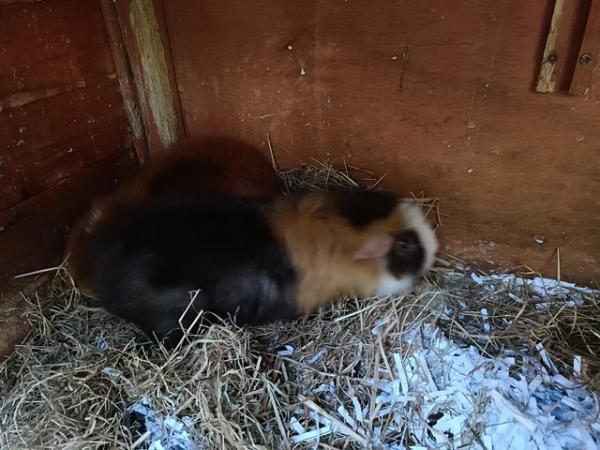 Image 3 of Male and Female Guinea Pigs for sale in Worthing