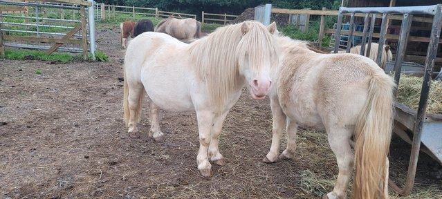Image 1 of Registered British spotted cremello pony filly.