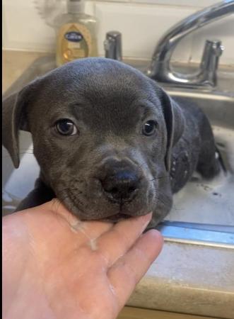 Image 12 of Blue Staffordshire bull terrier ready now last girl reduced