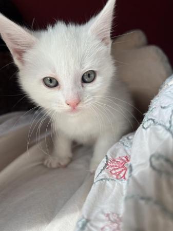 Image 1 of Fully white kittens Birmingham