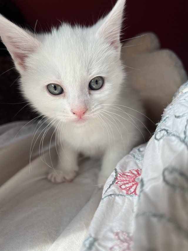 Preview of the first image of Fully white kittens Birmingham.