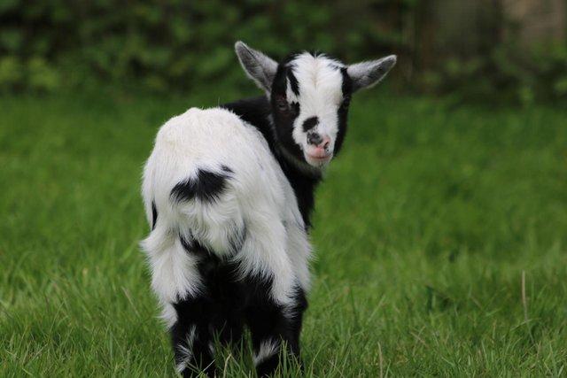 Preview of the first image of PGC registered Pygmy goat from accredited herd.