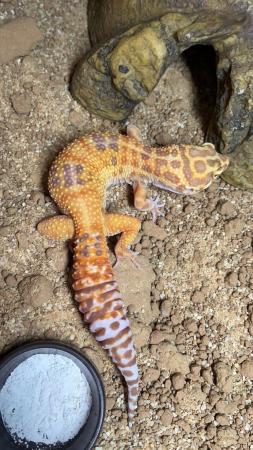Image 2 of Female leopard gecko will take offers
