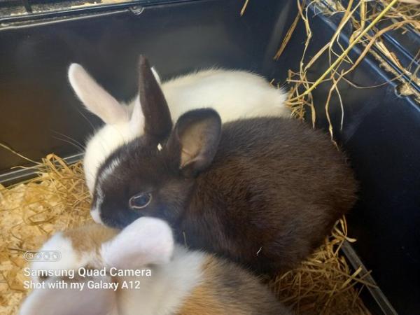 Image 4 of Baby Netherland dwarf rabbits females