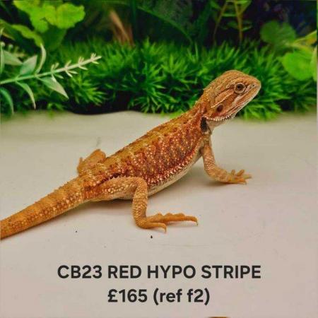 Image 8 of Lots of bearded dragon morphs available