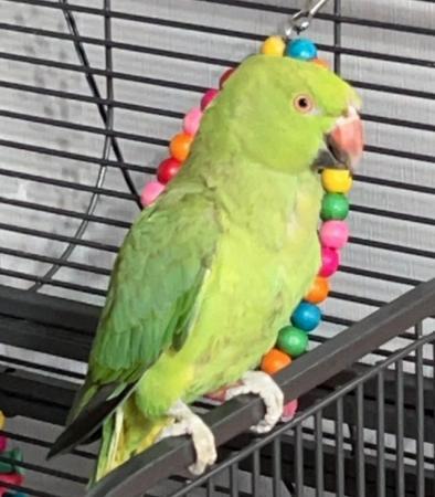 Image 1 of Indian Ringneck gorgeous healthy