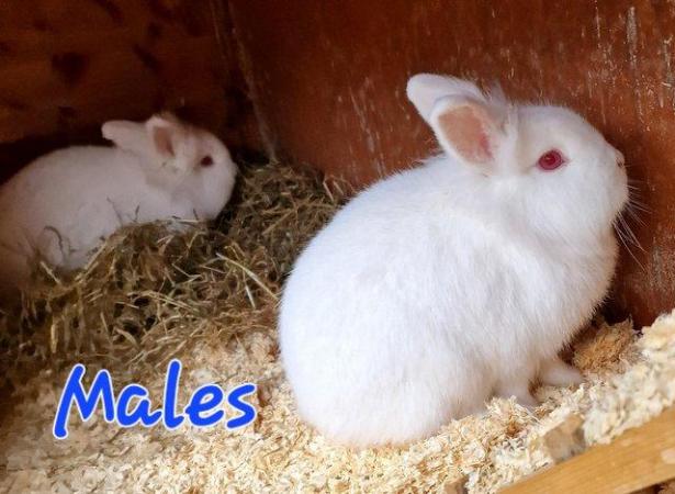 Image 11 of 1 Albino Lion-Lop Bunny For Sale
