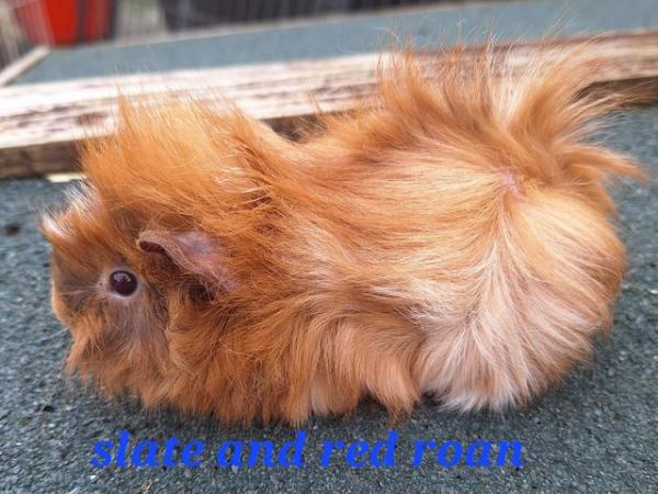 Image 10 of Stunning baby boar/male guinea pigs