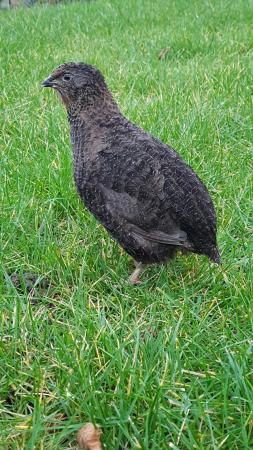 Image 1 of Black coturnix quail pairs