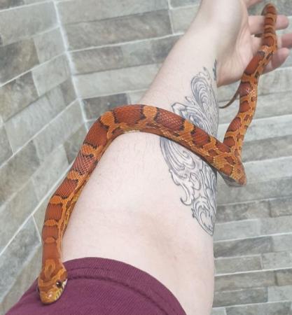 Image 3 of Beautiful Female Adult Okeetee Corn Snake
