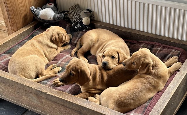 Preview of the first image of Gorgeous KC registered fox red Labrador puppies.