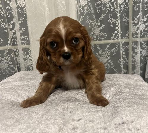 Image 6 of Cavalier King Charles Spaineil pups
