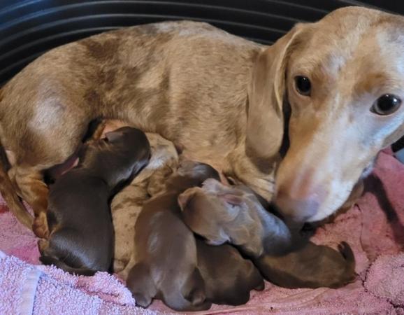 Image 5 of Beautiful smooth miniature dachshund puppies