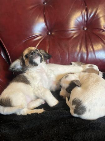 Image 1 of Beautiful Jack, Russell, puppies ready now